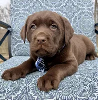 Charlie, a male Labrador Retriever for sale in Millersburg, OH – Photo 5 of 6