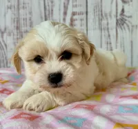 Funshine Bear, a female Shichon for sale in Millersburg, OH – 3 of 6