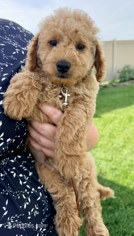 Scout – Miniature Goldendoodle puppy for sale in Millersburg, OH