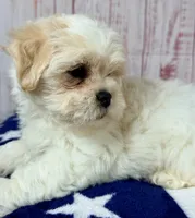 Milo, a male Shichon for sale in Millersburg, OH – 3 of 6