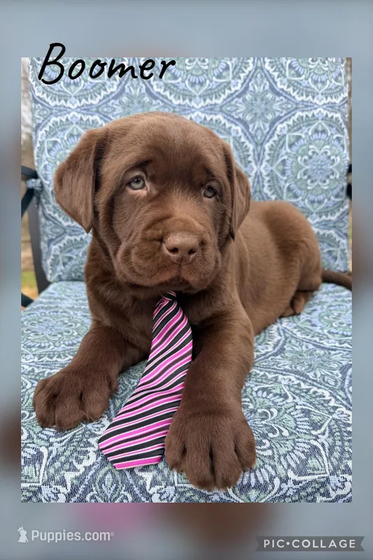 Boomer – Labrador Retriever puppy for sale in Millersburg, OH