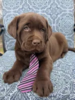 Boomer, a male Labrador Retriever for sale in Millersburg, OH – Photo 3 of 6