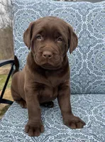Boomer, a male Labrador Retriever for sale in Millersburg, OH – Photo 5 of 6