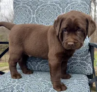 Boomer, a male Labrador Retriever for sale in Millersburg, OH – Photo 2 of 6