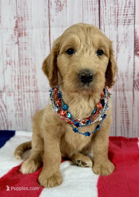 Skye – Goldendoodle puppy for sale in Millersburg, OH