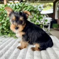 Maple, a female Yorkshire Terrier for sale in Millersburg, OH – 2 of 4