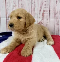 Teddy , a male Goldendoodle for sale in Millersburg, OH – 3 of 3