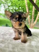 Laney, a female Yorkshire Terrier for sale in Millersburg, OH – 2 of 4