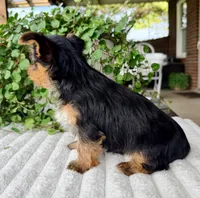 Maple, a female Yorkshire Terrier for sale in Millersburg, OH – 4 of 4