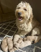 Sammie, a male Cavapoo for sale in Millersburg, OH – 5 of 5