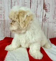 Tenderheart Bear, a female Shichon for sale in Millersburg, OH – 3 of 5