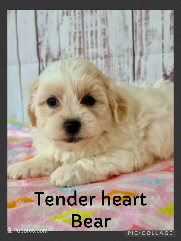 Tenderheart Bear – Shichon puppy for sale in Millersburg, OH