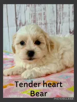 Tenderheart Bear, a female Shichon for sale in Millersburg, OH – 1 of 6