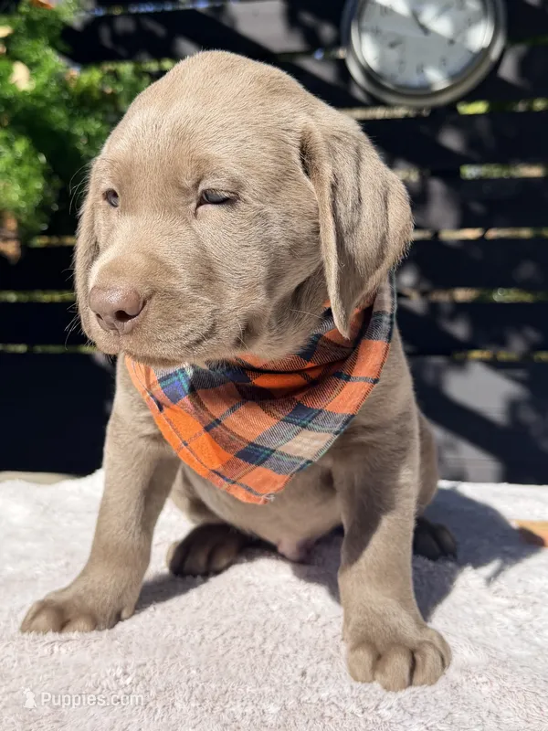 Charlie – Labrador Retriever puppy for sale in Millersburg, OH