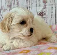 Tenderheart Bear, a female Shichon for sale in Millersburg, OH – 4 of 6