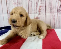 Teddy , a male Goldendoodle for sale in Millersburg, OH – 2 of 3