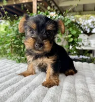 Autumn, a female Yorkshire Terrier for sale in Millersburg, OH – 2 of 3