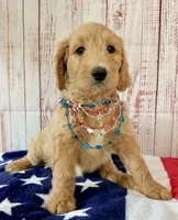 Skye, a female Goldendoodle for sale in Millersburg, OH – 3 of 7