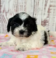Wish, a female Shichon for sale in Millersburg, OH – 4 of 7