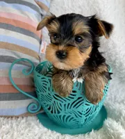 Jude, a male Yorkshire Terrier for sale in Millersburg, OH – Photo 2 of 5