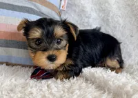 Jude, a male Yorkshire Terrier for sale in Millersburg, OH – Photo 3 of 5