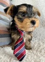 Jude, a male Yorkshire Terrier for sale in Millersburg, OH – Photo 1 of 5