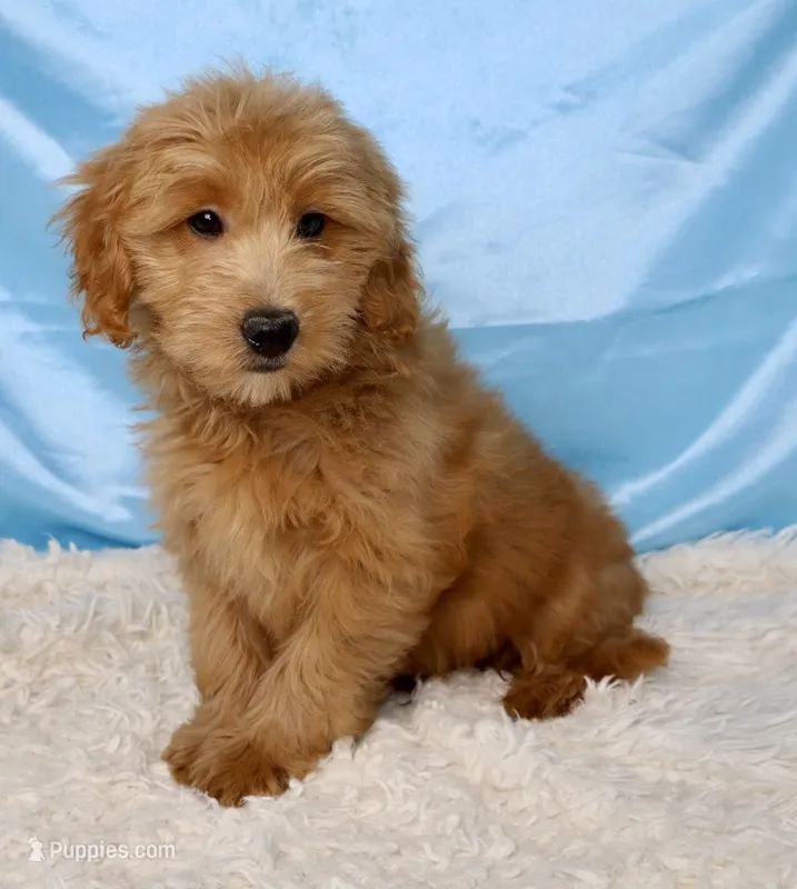 Barney  – Miniature Goldendoodle puppy for sale in Millersburg, OH