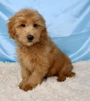 Barney , a male Miniature Goldendoodle for sale in Millersburg, OH – 1 of 4