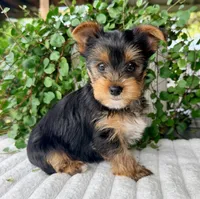Maple, a female Yorkshire Terrier for sale in Millersburg, OH – 3 of 4