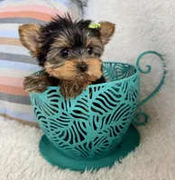 Ivy, a female Yorkshire Terrier for sale in Millersburg, OH – Photo 2 of 5