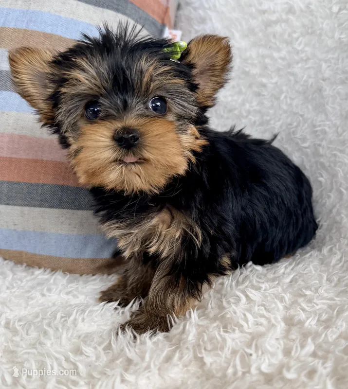 Ivy – Yorkshire Terrier puppy for sale in Millersburg, OH