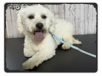 Mr Fluffles, a male Shichon for sale in Millersburg, OH – 5 of 5