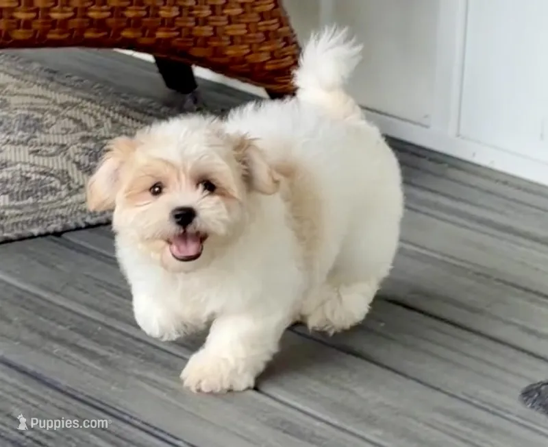 Gracie – Shichon puppy for sale in Millersburg, OH