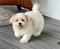 Gracie, a female Shichon for sale in Millersburg, OH – 1 of 4