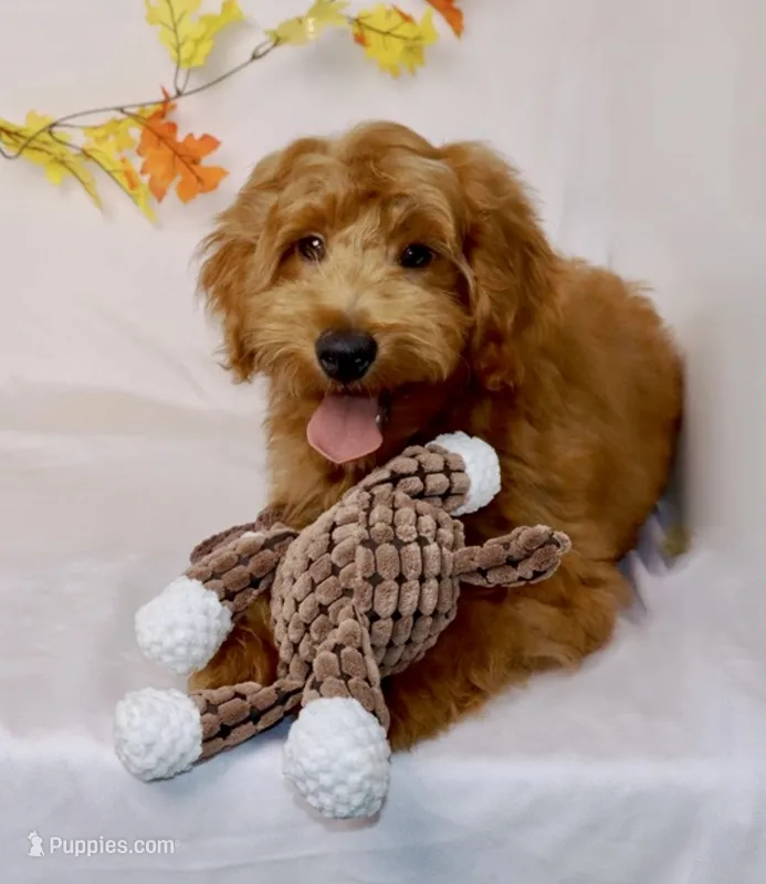 Barney  – Miniature Goldendoodle puppy for sale in Millersburg, OH