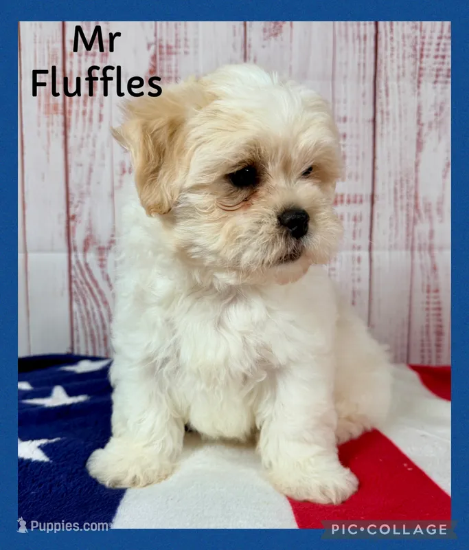 Mr Fluffles – Shichon puppy for sale in Millersburg, OH