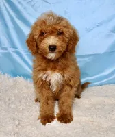 Roper, a male Miniature Goldendoodle for sale in Millersburg, OH – 4 of 6