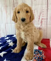 Skye, a female Goldendoodle for sale in Millersburg, OH – 1 of 7