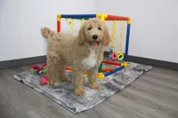 Poppi , a female Goldendoodle for sale in Millersburg, OH – 4 of 6