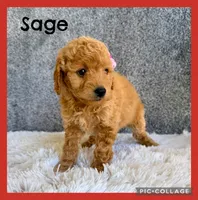 Sage, a female Cavapoo for sale in Millersburg, OH – 1 of 4