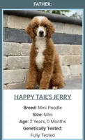 Bentley, a male Miniature Goldendoodle for sale in Millersburg, OH – 4 of 5