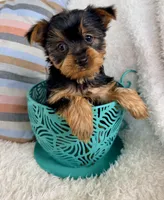 Ollie, a male Yorkshire Terrier for sale in Millersburg, OH – Photo 3 of 5