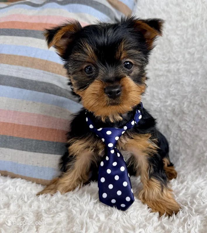 Ollie – Yorkshire Terrier puppy for sale in Millersburg, OH