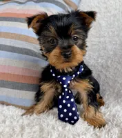 Ollie, a male Yorkshire Terrier for sale in Millersburg, OH – Photo 1 of 5