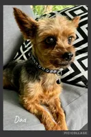 Ollie, a male Yorkshire Terrier for sale in Millersburg, OH – Photo 5 of 5