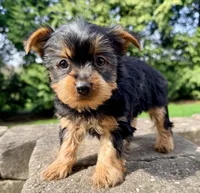 Ollie, a male Yorkshire Terrier for sale in Millersburg, OH – Photo 2 of 5