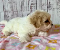 Funshine Bear, a female Shichon for sale in Millersburg, OH – 4 of 6