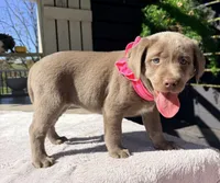 Stella, a female Labrador Retriever for sale in Millersburg, OH – 2 of 5