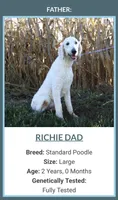 Zoe, a female Goldendoodle for sale in Millersburg, OH – 5 of 5