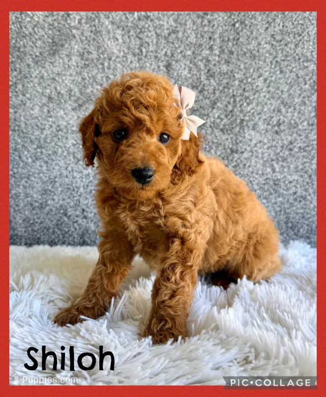 Shiloh – Cavapoo puppy for sale in Millersburg, OH
